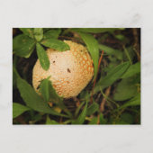 Carte Postale Champignons sur le sol forestier (Devant)