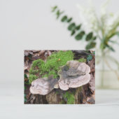 Carte Postale Champignons sur un tronc d'arbre (Debout devant)