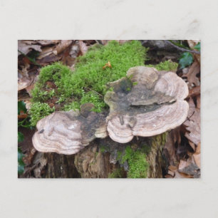 Carte Postale Champignons sur un tronc d'arbre