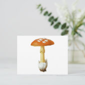 Carte Postale Champignons tachetés Rouge Et Blanc (Debout devant)