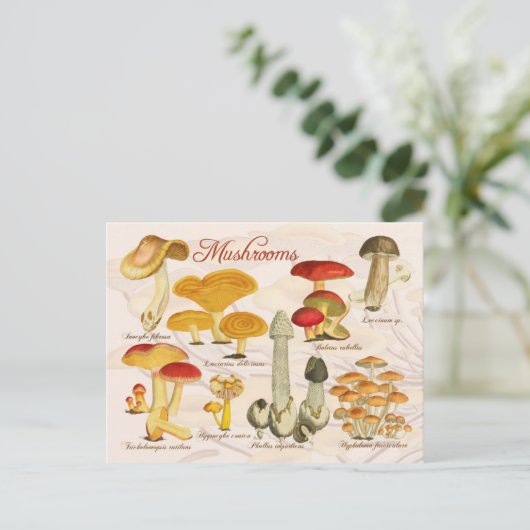 Carte Postale Champignons variés (Debout devant)