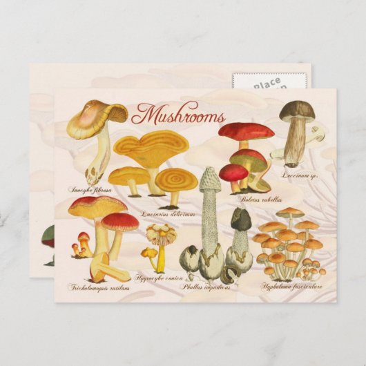 Carte Postale Champignons variés (Devant / Derrière)