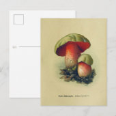 Carte postale Champignons vintages (Devant / Derrière)