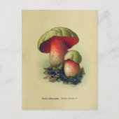 Carte postale Champignons vintages (Devant)