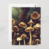 Carte Postale Champignons vintages (Devant / Derrière)