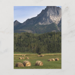 Carte Postale Champs avec du foin mis en balles, Alberta, Canada