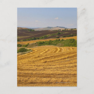 Carte Postale Champs de blé après la récolte