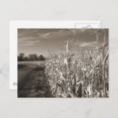 Carte Postale Champs de céréales (Devant / Derrière)