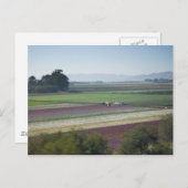 Carte Postale Champs de fleurs (Devant / Derrière)