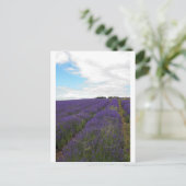 Carte Postale champs de lavande (Debout devant)