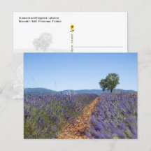 Champs de lavande de Luberon, Provence, France -