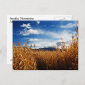 Carte Postale Champs de maïs (Devant / Derrière)