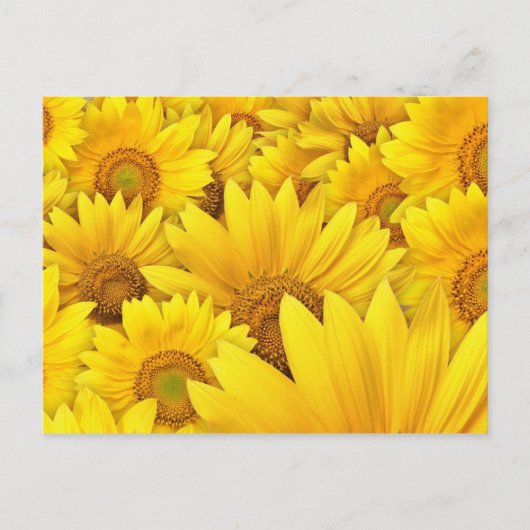 Carte Postale Champs de tournesol jaune (Devant)