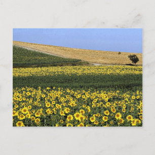 Carte Postale Champs de tournesol, Toscane, Italie