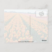 Carte Postale Champs de Tulipe orange, fleurs hollandaises (Dos)