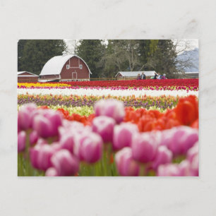 Carte Postale Champs de tulipes de Mt. Vernon, Comté de Skagit,