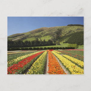 Carte Postale Champs de tulipes, près de Tapanui, ouest d'Otago,