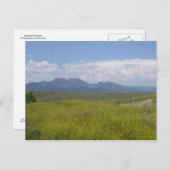 Carte Postale Champs de Vert et d'Or (Devant / Derrière)