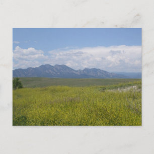 Carte Postale Champs de Vert et d'Or