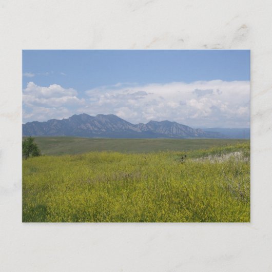 Carte Postale Champs de Vert et d'Or (Devant)