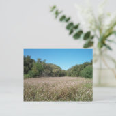 Carte postale Champs Lavande (Debout devant)