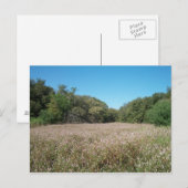 Carte postale Champs Lavande (Devant / Derrière)