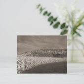 Carte Postale Champs noirs et blancs de grain (Debout devant)