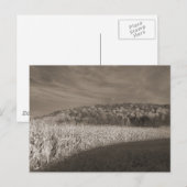 Carte Postale Champs noirs et blancs de grain (Devant / Derrière)