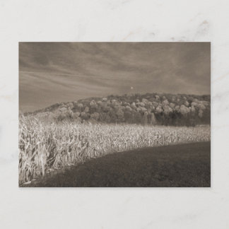 Carte Postale Champs noirs et blancs de grain