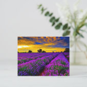 Carte Postale Champs violets (Debout devant)