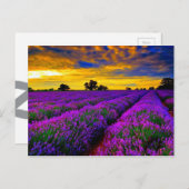 Carte Postale Champs violets (Devant / Derrière)