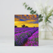 Carte Postale Champs violets (Debout devant)