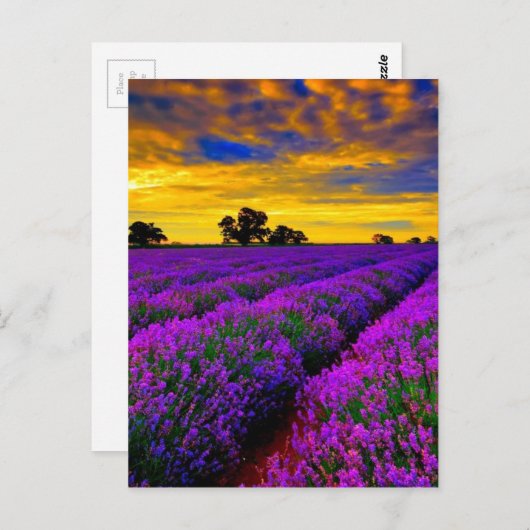 Carte Postale Champs violets (Devant / Derrière)