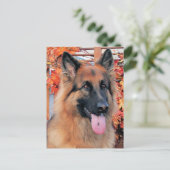 Carte Postale Chance - Long Haired German Shepherd Photo 7 (Debout devant)
