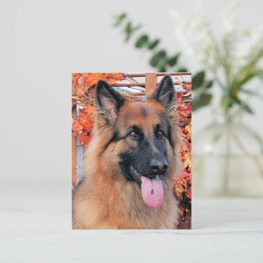 Carte Postale Chance - Long Haired German Shepherd Photo 7 (Debout devant)