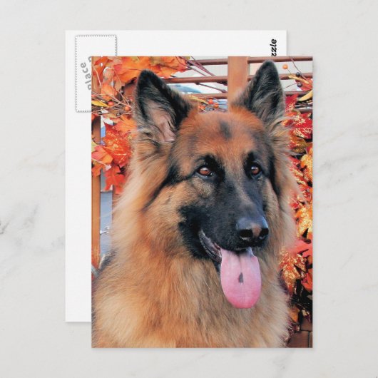 Carte Postale Chance - Long Haired German Shepherd Photo 7 (Devant / Derrière)
