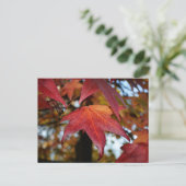 Carte Postale Changement de Feuilles d'automne (Debout devant)