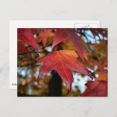 Carte Postale Changement de Feuilles d'automne (Devant / Derrière)