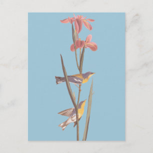 Carte Postale Chanson d'Audubon sur la Paruline jaune bleu