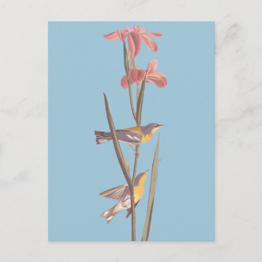 Carte Postale Chanson d'Audubon sur la Paruline jaune bleu (Devant)