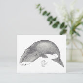 Carte Postale chansons de baleine (Debout devant)