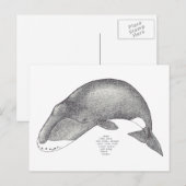 Carte Postale chansons de baleine (Devant / Derrière)