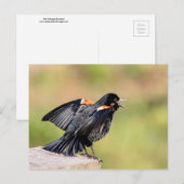 Carte Postale Chant de Blackbird à ailes rouges (Devant / Derrière)