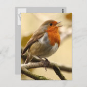 Carte Postale Chant Robin (Devant / Derrière)