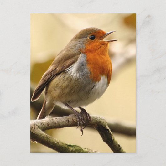 Carte Postale Chant Robin (Devant)