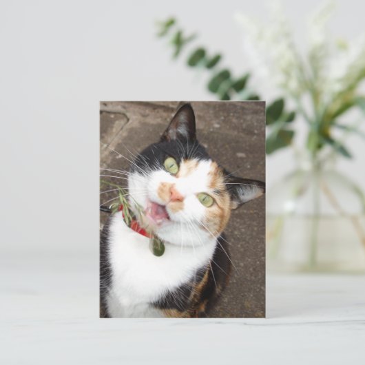 Carte Postale chant tabby (Debout devant)