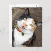 Carte Postale chant tabby (Devant / Derrière)