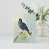 Carte Postale Chanter Blackbird Watercolor PostCard (Debout devant)