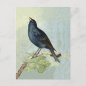 Carte Postale Chanter Blackbird Watercolor PostCard (Devant)