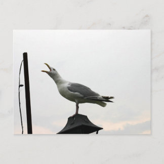 Carte Postale Chanter Goéland de CT
